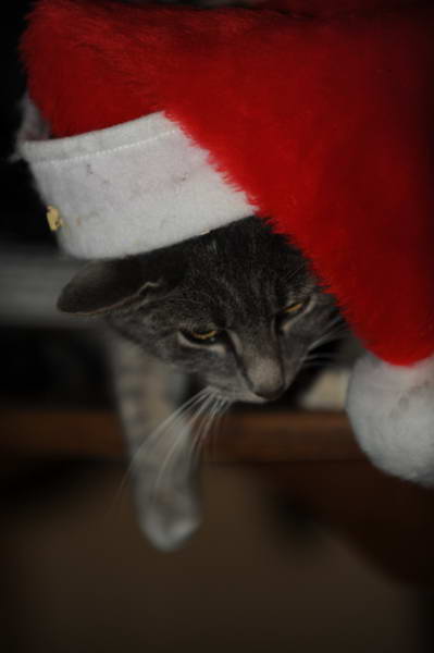 Cats-12-20-09-130-DDeRosaPhoto.jpg