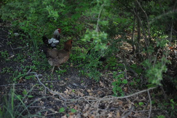 Chickens-5-14-09-5-DDeRosaPhotos.jpg