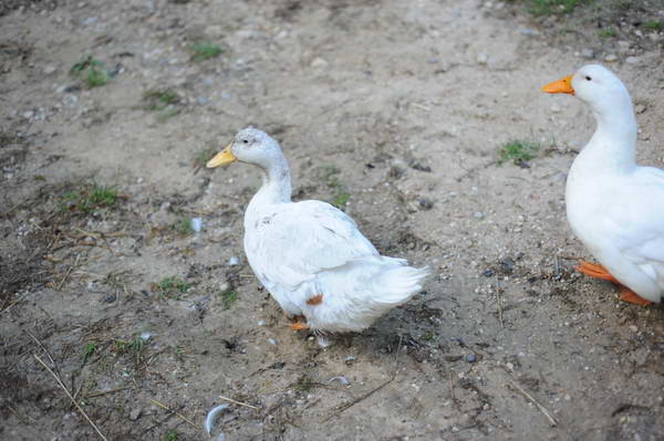 Ducks-5-14-09-027-DDeRosaPhotos.jpg