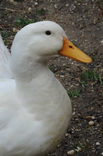 Ducks-Property-4-4-09-23-DDeRosaPhoto.jpg