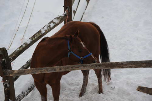 Horses-12-20-09-05-DDeRosaPhoto.jpg