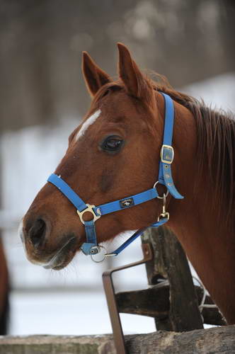 Horses-12-20-09-21-DDeRosaPhoto.jpg