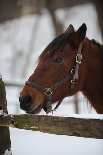 Horses-12-20-09-24-DDeRosaPhoto.jpg