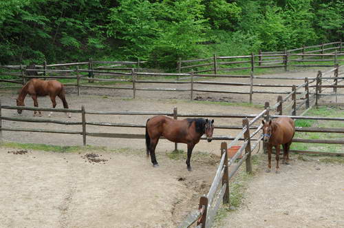 Horses-5-14-09-064-DDeRosaPhotos.jpg