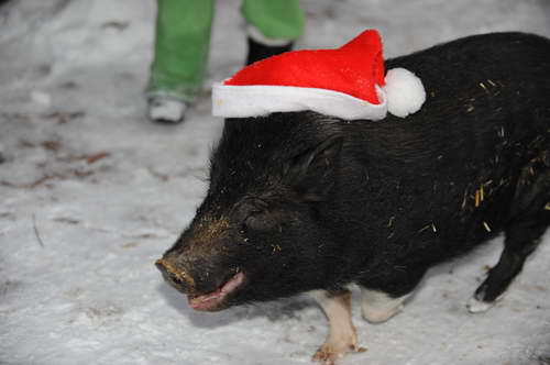 Pig-12-20-09-103-DDeRosaPhoto.jpg