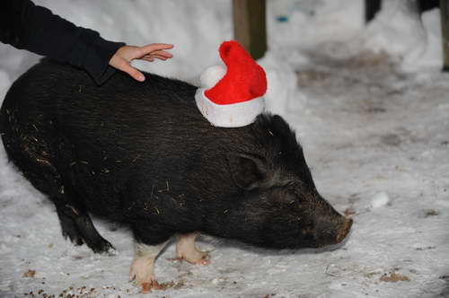 Pig-12-20-09-105-DDeRosaPhoto.jpg