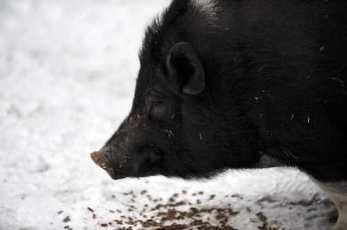 Pig-12-20-09-112-DDeRosaPhoto.jpg