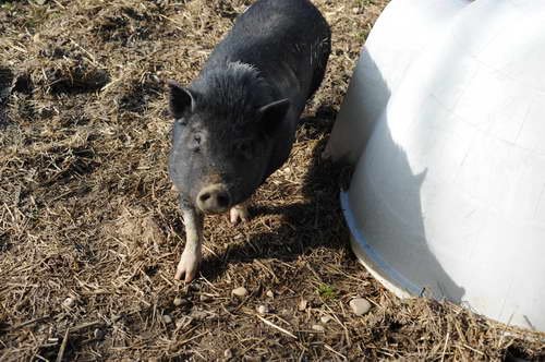 Pig-5-14-09-039-DDeRosaPhotos.jpg