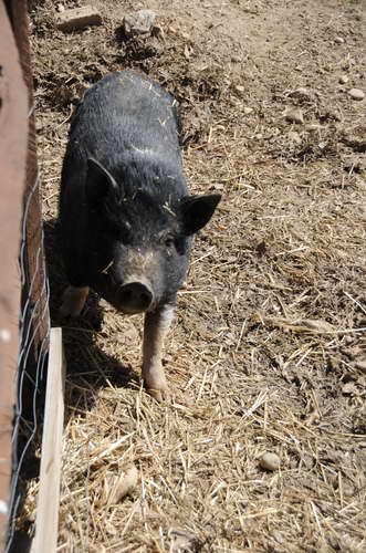 Pig-5-5-09-15-DDeRosaPhoto.jpg