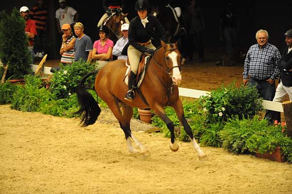 USHJA-Derby-8-20-10-DER_8000-QRnd1-Onassis-SarahWard-DDeRosaPhoto.jpg