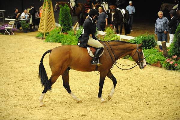 USHJA-Derby-8-20-10-DER_8007-QRnd1-Onassis-SarahWard-DDeRosaPhoto.jpg