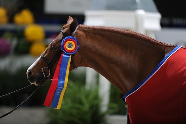 WIHS3-10-31-10-MedPnyHtrChamp-9782-EverLuvin-VictoriaColvin-DDeRosaPhoto.jpg