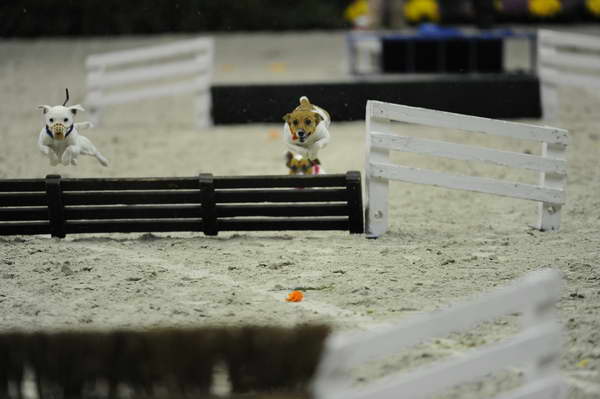 Terriers-WIHS2-10-30-10-8613-DDeRosaPhoto.JPG