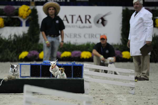 Terriers-WIHS2-10-30-10-8623-DDeRosaPhoto.JPG