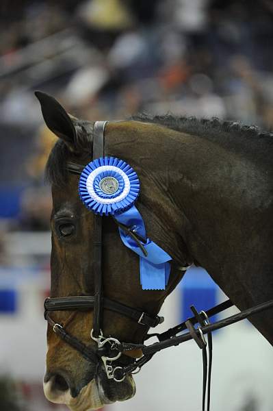 WIHS-10-23-09-DER_7749-Vancouver-McLainWard-Puissance-DDeRosaPhoto.jpg