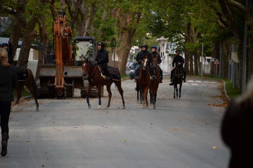 Alltech-WEG-10-10-13-5429-DDeRosaPhoto