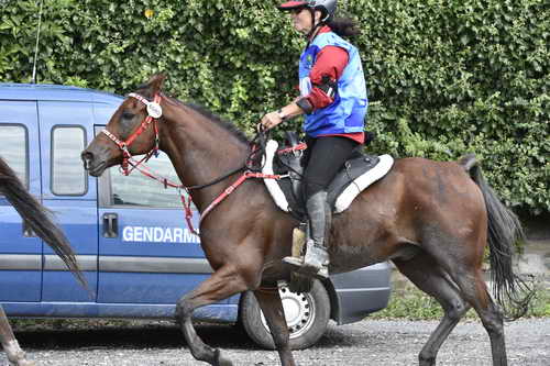 WEG-EnduranceRace-8-28-14-0002959-DDeRosaPhoto