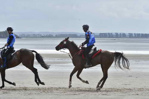 WEG-EnduranceRace-8-28-14-0004273-DDeRosaPhoto