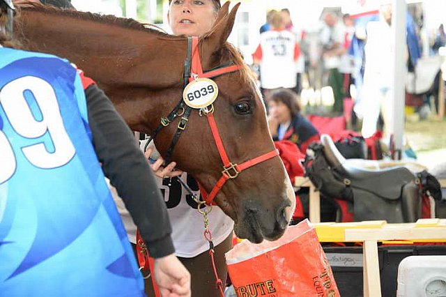 WEG2-Endurance-8-28-14-6644-DDeRosaPhoto