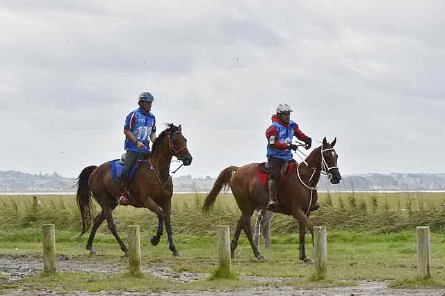 WEG-EnduranceRace-8-28-14-0002196-DDeRosaPhoto