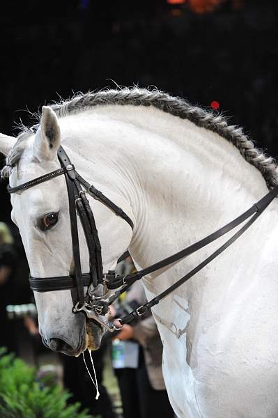 WorldCup-4-16-09-Dressage-969-DDeRosaPhoto.jpg