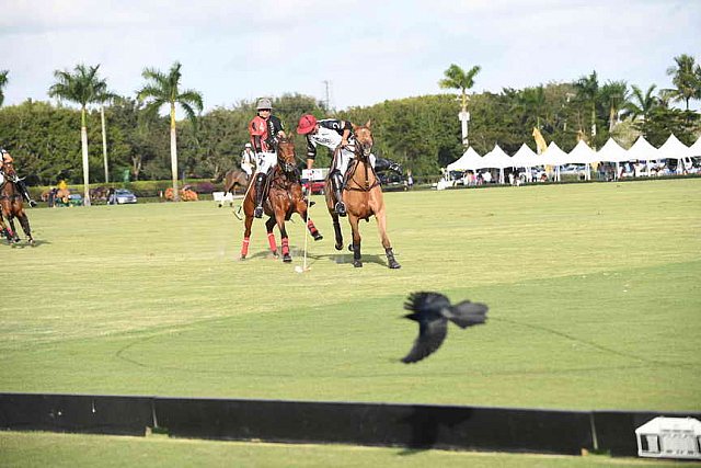 IPC-Polo-1-1-17-1257-DDeRosaPhoto